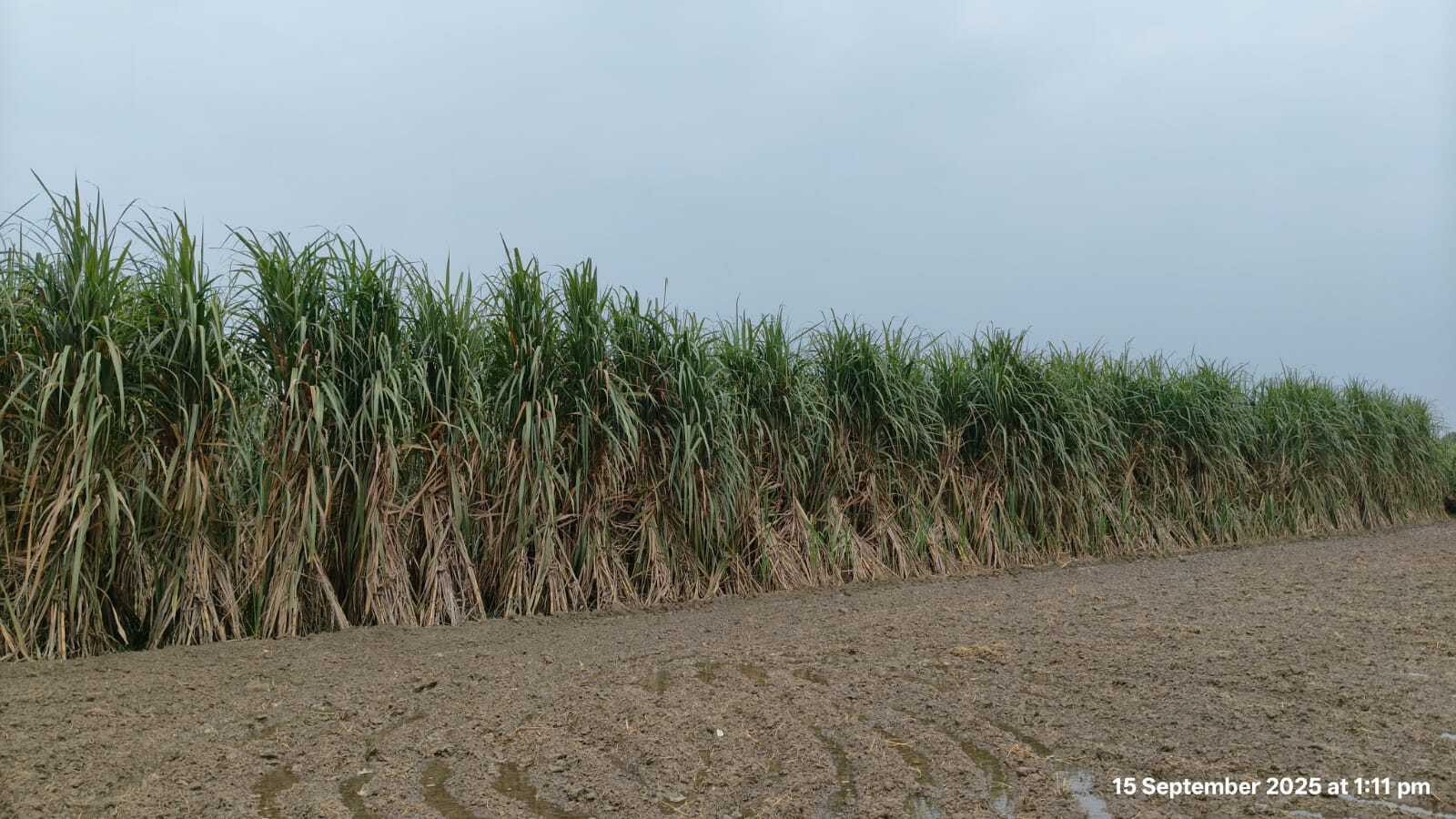 Sugarcane Field 4